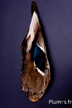 Aile canard - 7 x 26-28 cm - naturel
